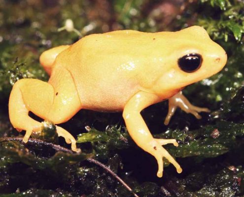 GOLDEN MANTELLA