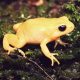 GOLDEN MANTELLA