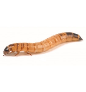 Mealworms & Morio Worms