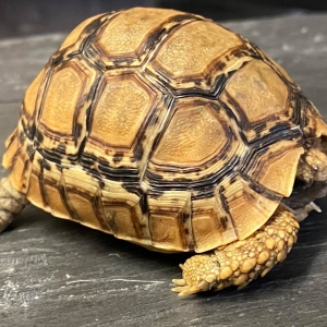 Tortoise